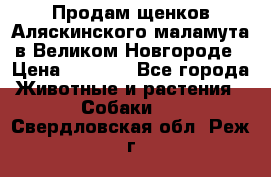 Продам щенков Аляскинского маламута в Великом Новгороде › Цена ­ 5 000 - Все города Животные и растения » Собаки   . Свердловская обл.,Реж г.